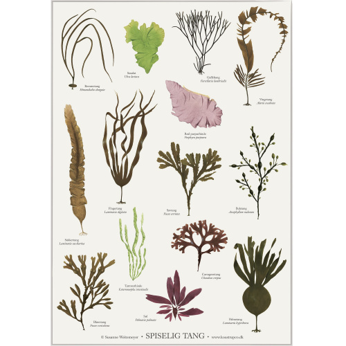 Koustrup Poster – Essbare Algen, A2