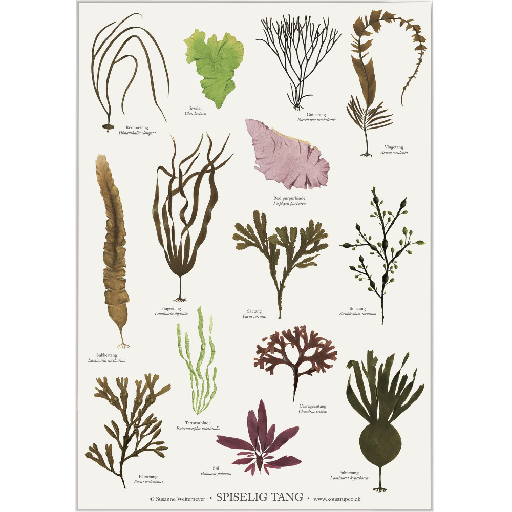 Koustrup Poster – Essbare Algen, A2