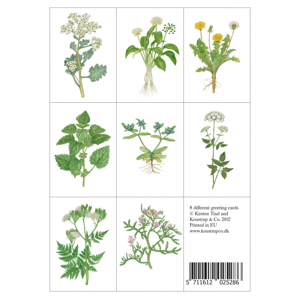 Koustrup & Co. kaartenmap - eetbare wilde planten - Afbeelding 2