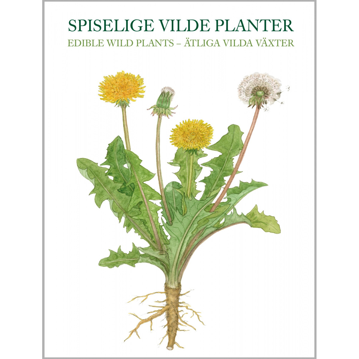 Koustrup & Co. Kartenmappe – essbare Wildpflanzen