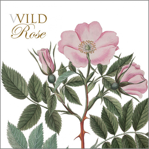 Flora Danica kortmappe - vild rose