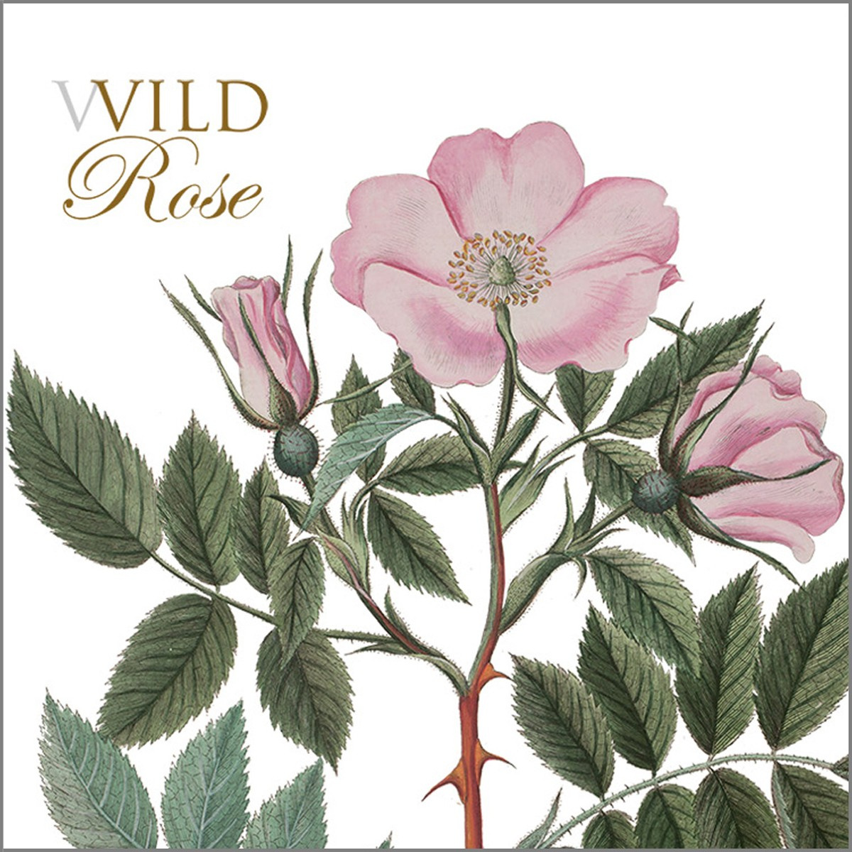 Flora Danica Kartenmappe – Wildrose