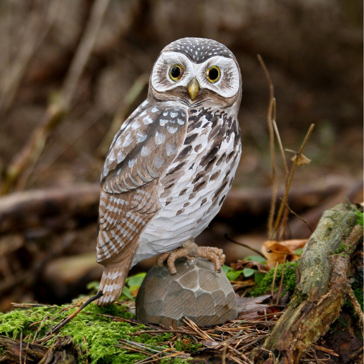 Wildlife Garden Holzvogel – Steinkauz