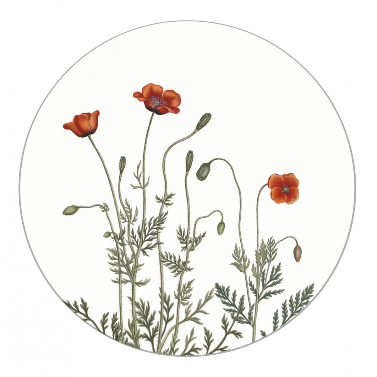 Koustrup & Co. Glasuntersetzer - Keulenmohn