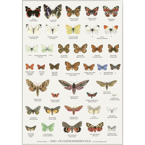 Koustrup poster - Butterflies, A2
