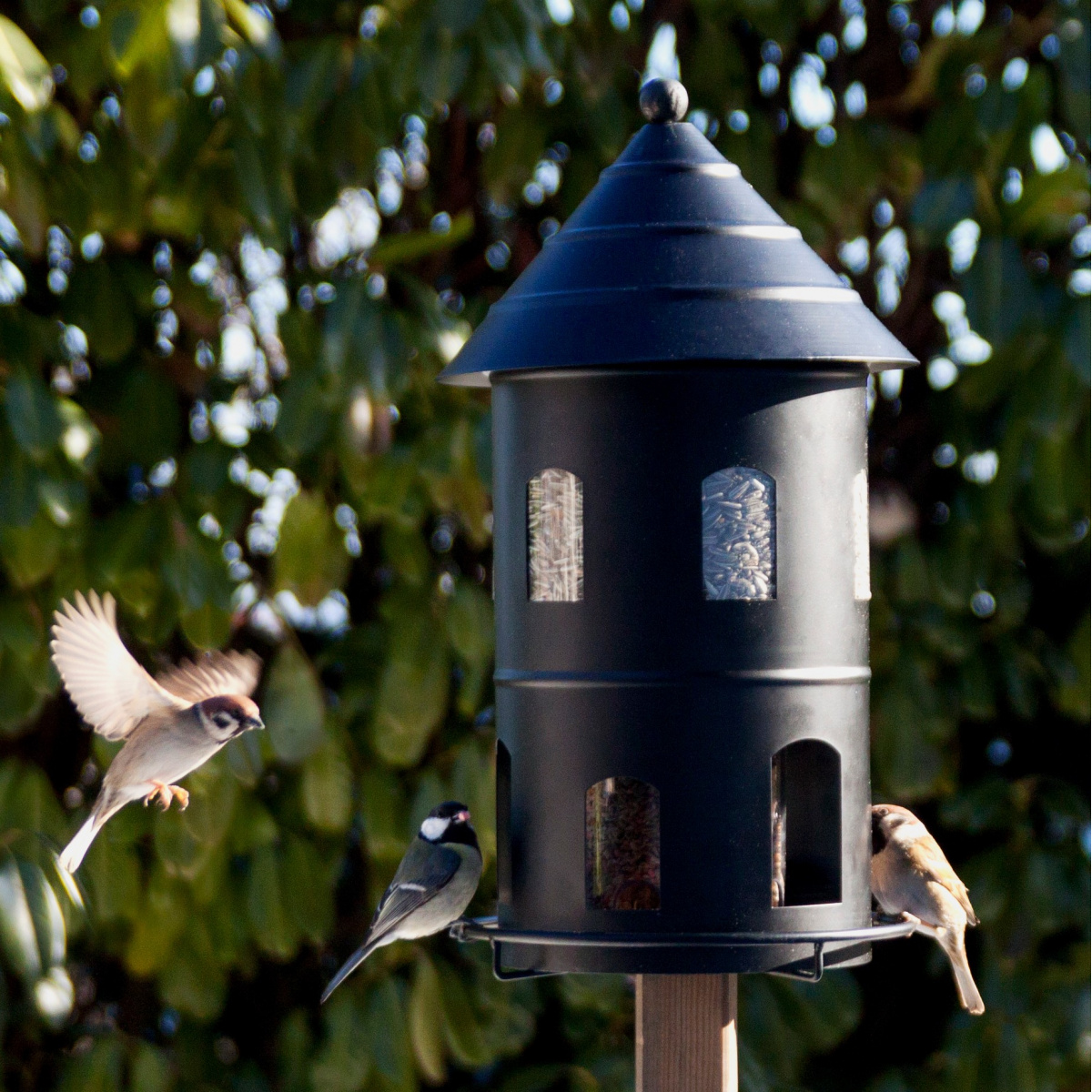 Wildlife Garden Riesen-Futterautomat - schwarz