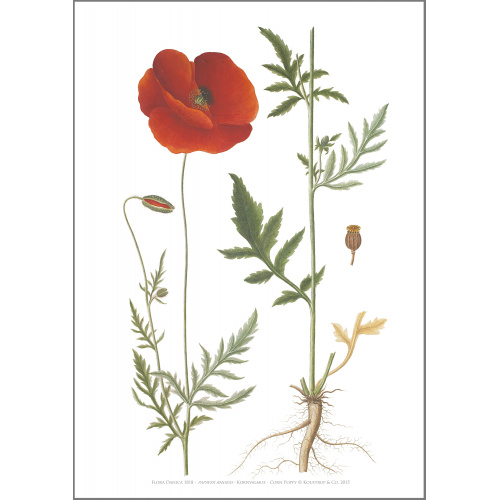 Flora Danica Kunstdruck in A2 - Klatschmohn