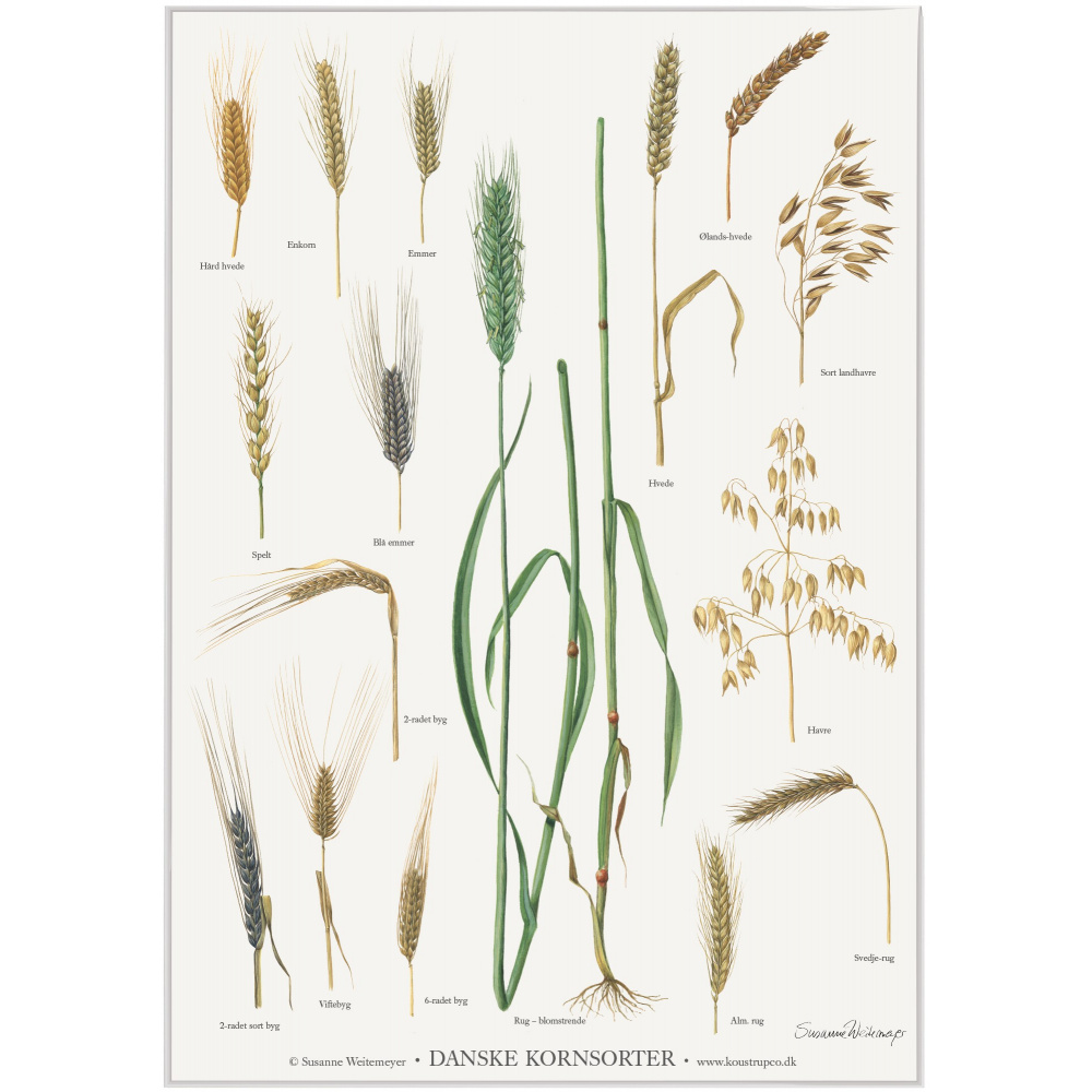 Koustrup Poster – Getreidesorten, A2