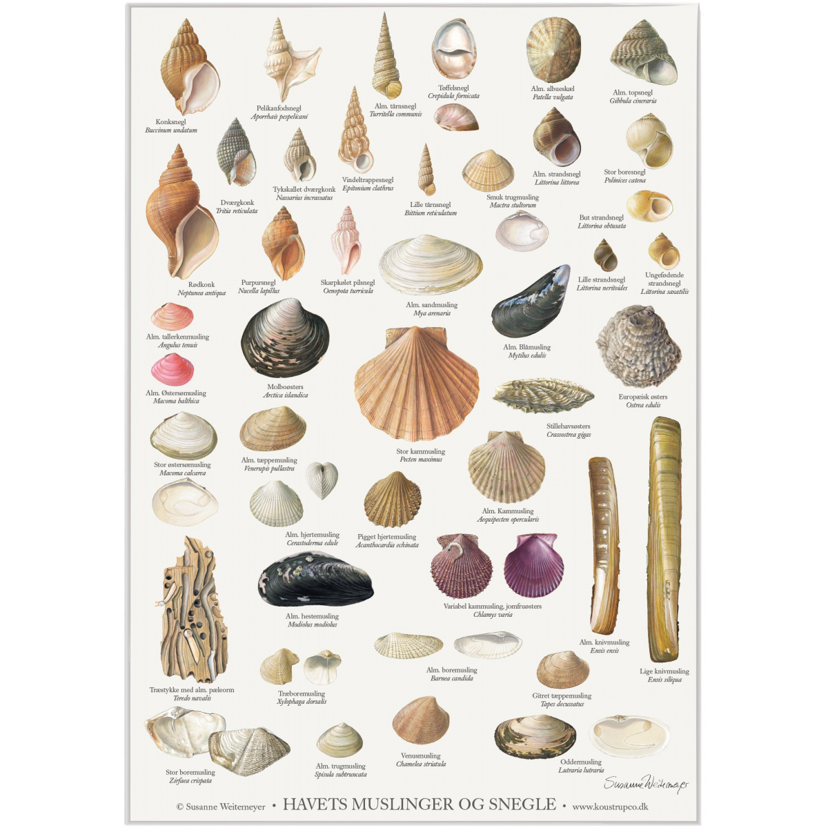 Koustrup Poster – Muscheln und Schnecken, A2