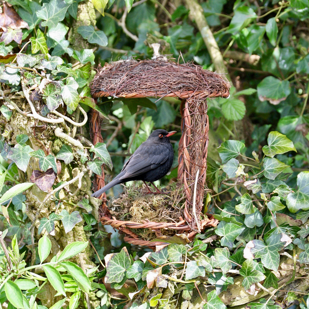 Wildlife World nid d’oiseau ouvert en osier - Image 2