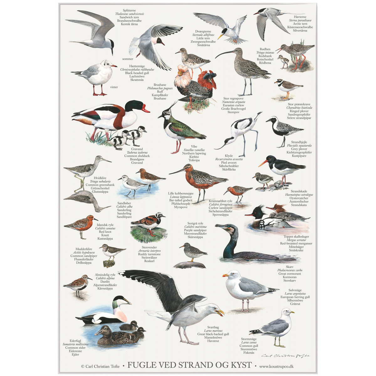 Koustrup Poster – Vögel am Strand, A2