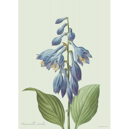 Flora Danica konsttryck med hosta - flera storlekar