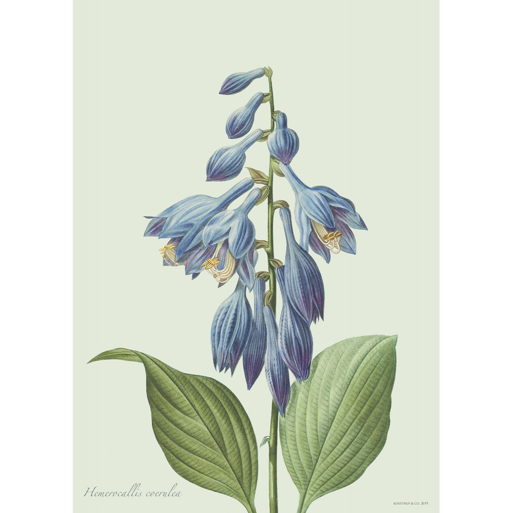 Flora Danica konsttryck med hosta - flera storlekar