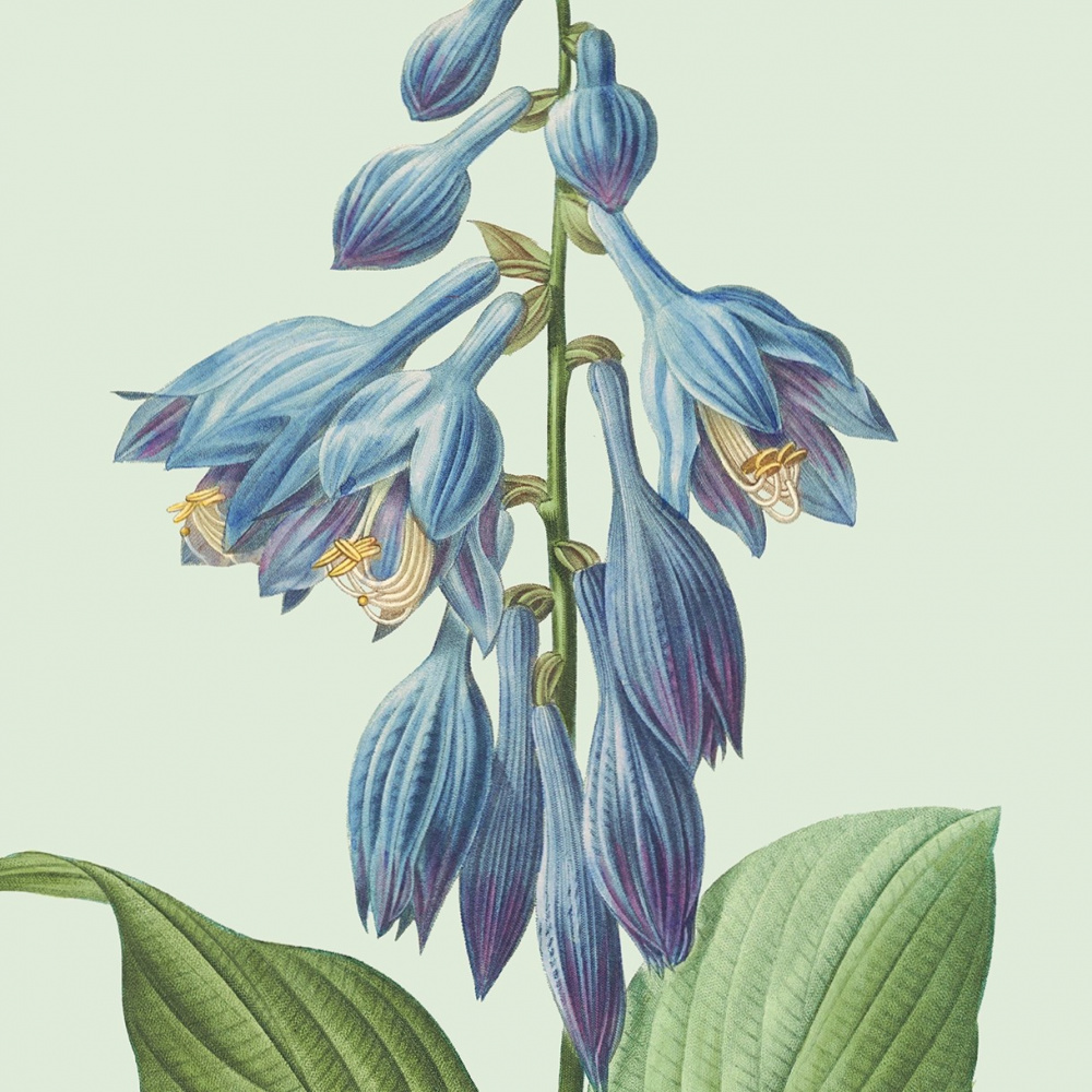 Flora Danica konsttryck med hosta - flera storlekar - Bild 2