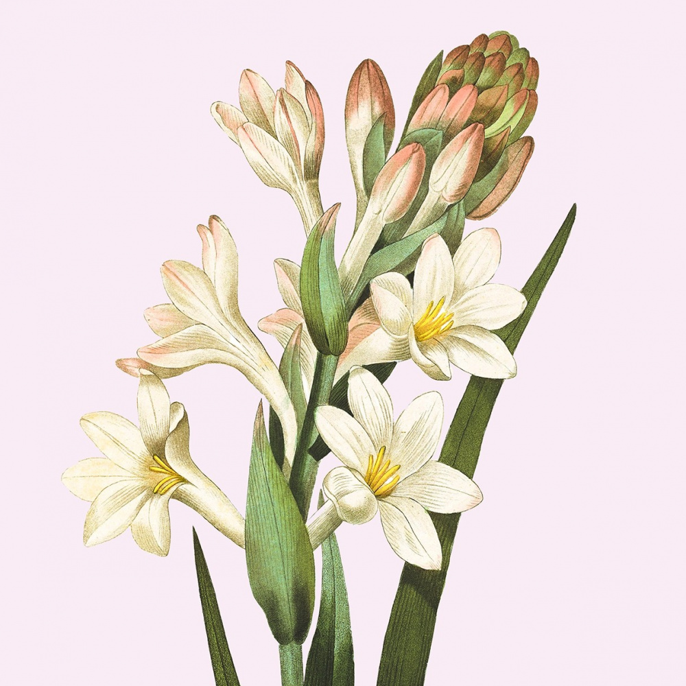Flora Danica kunsttryk med tuberose - flere str. - Billede 2