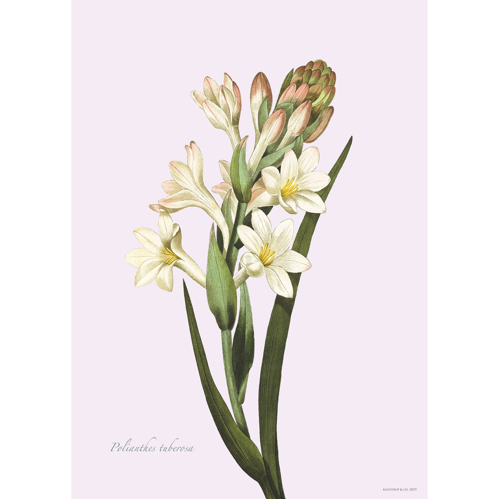 Flora Danica kunsttryk med tuberose - flere str.