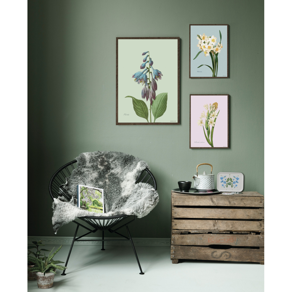 Flora Danica konsttryck med hosta - flera storlekar - Bild 3