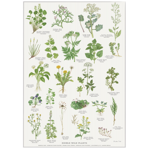 Koustrup-poster - Eetbare wilde planten, A2