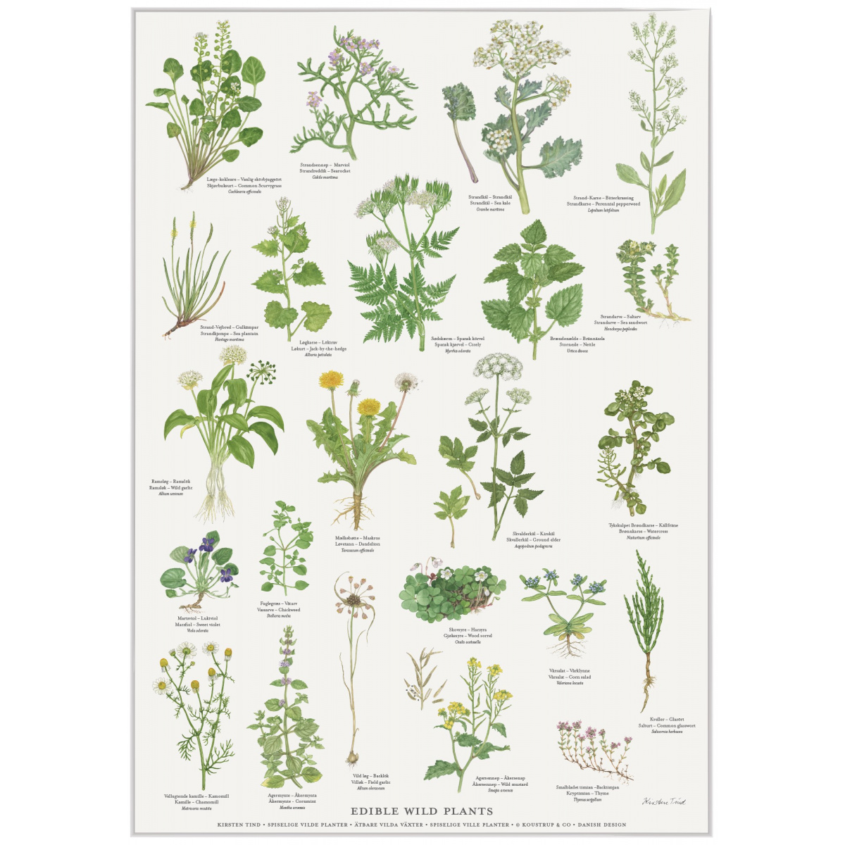 Koustrup plakat - Spiselige vilde planter, A2