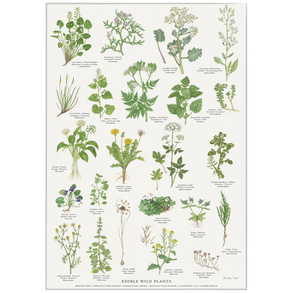 Koustrup Poster - Essbare Wildpflanzen, A2