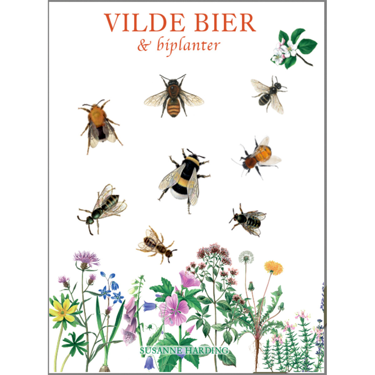 Les petits blancs de Koustrup - Abeilles sauvages