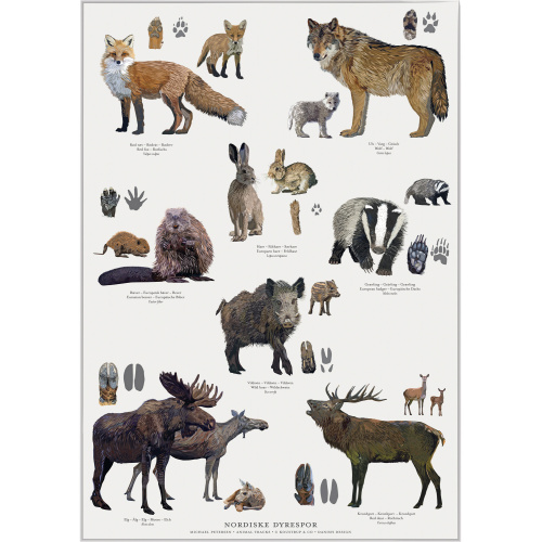 Koustrup poster - Noordse dierensporen, A2