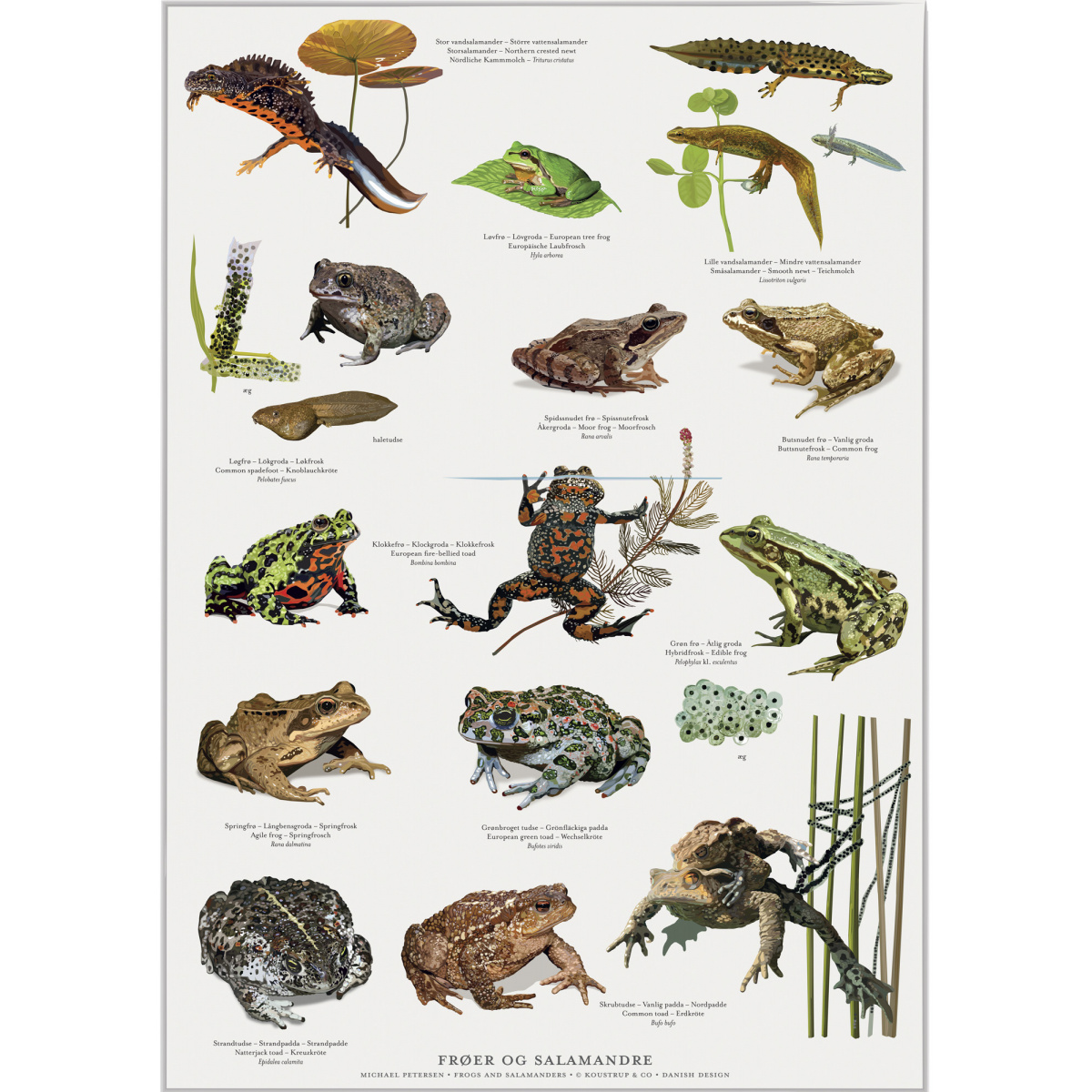 Koustrup Poster – Frösche und Salamander, A2