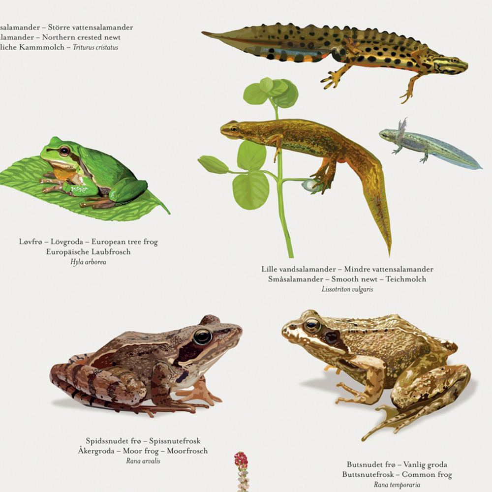 Koustrup Poster – Frösche und Salamander, A2 - Bild 2