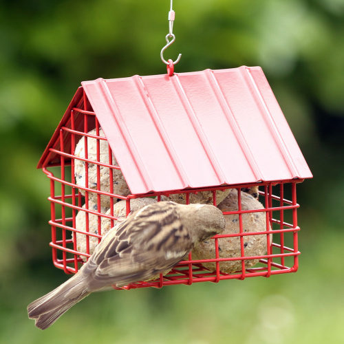 Maison Wildlife Garden pour boules de graisse - rouge