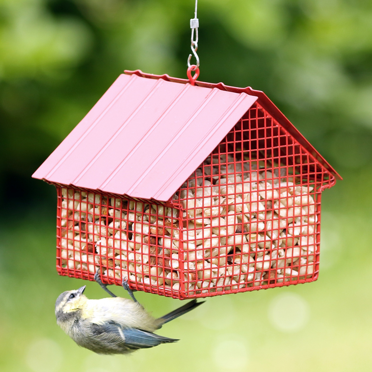 Maison Wildlife Garden pour cacahuètes - rouge