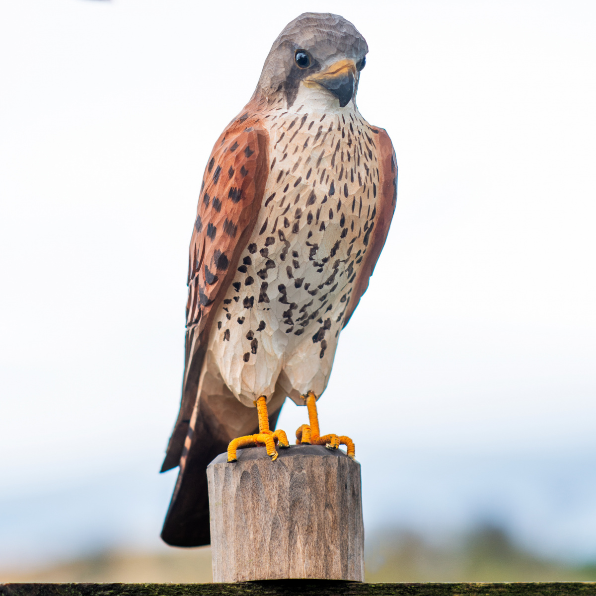 Wildlife Garden Holzvogel – Turmfalke