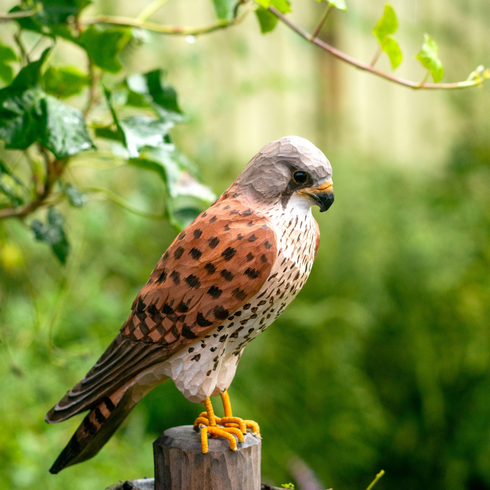 Wildlife Garden træfugl - tårnfalk - Billede 2