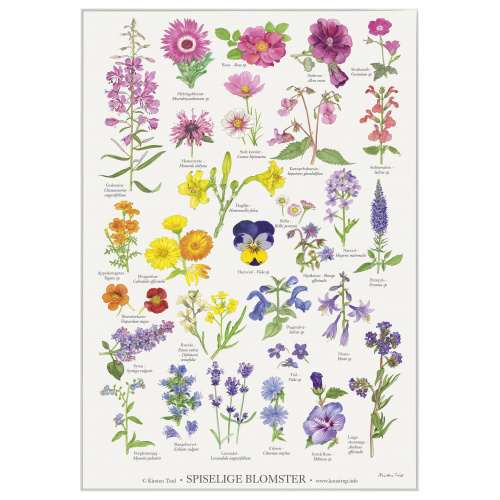 Koustrup Poster - Edible Flowers, A4