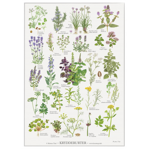 Affiche Koustrup - Herbes aromatiques, A4
