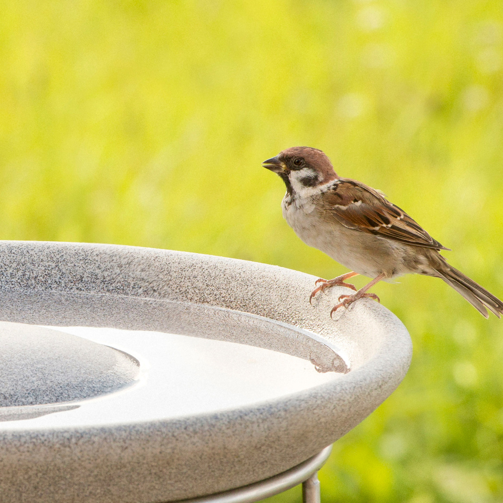 Bain d’oiseaux Denk en granit - Image 2