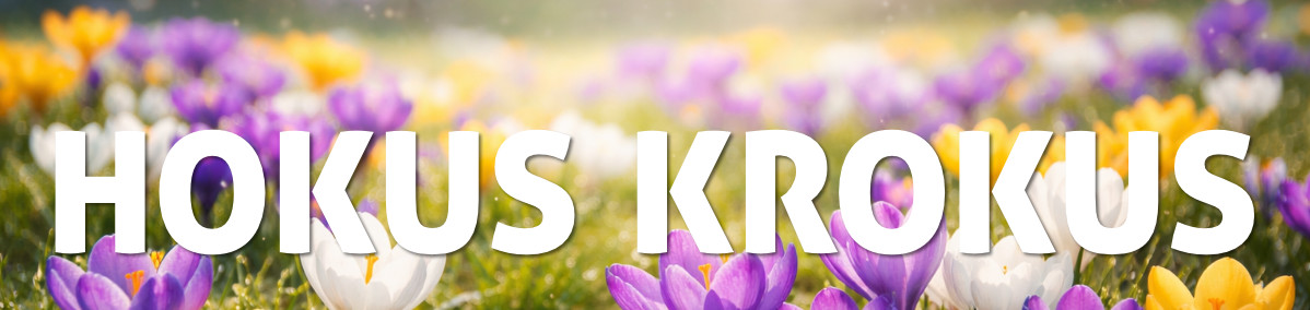 Hokus Krokus