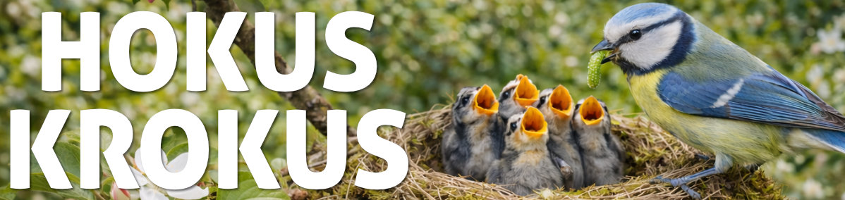 Hokus Krokus