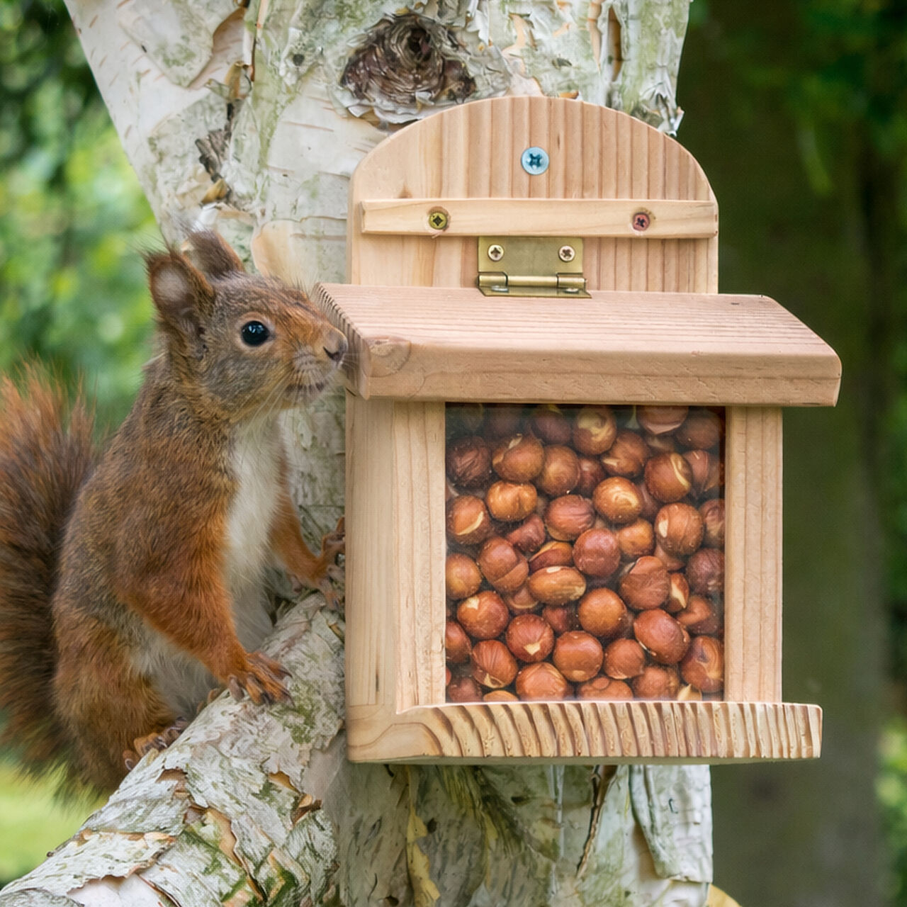 Squirrels in the garden