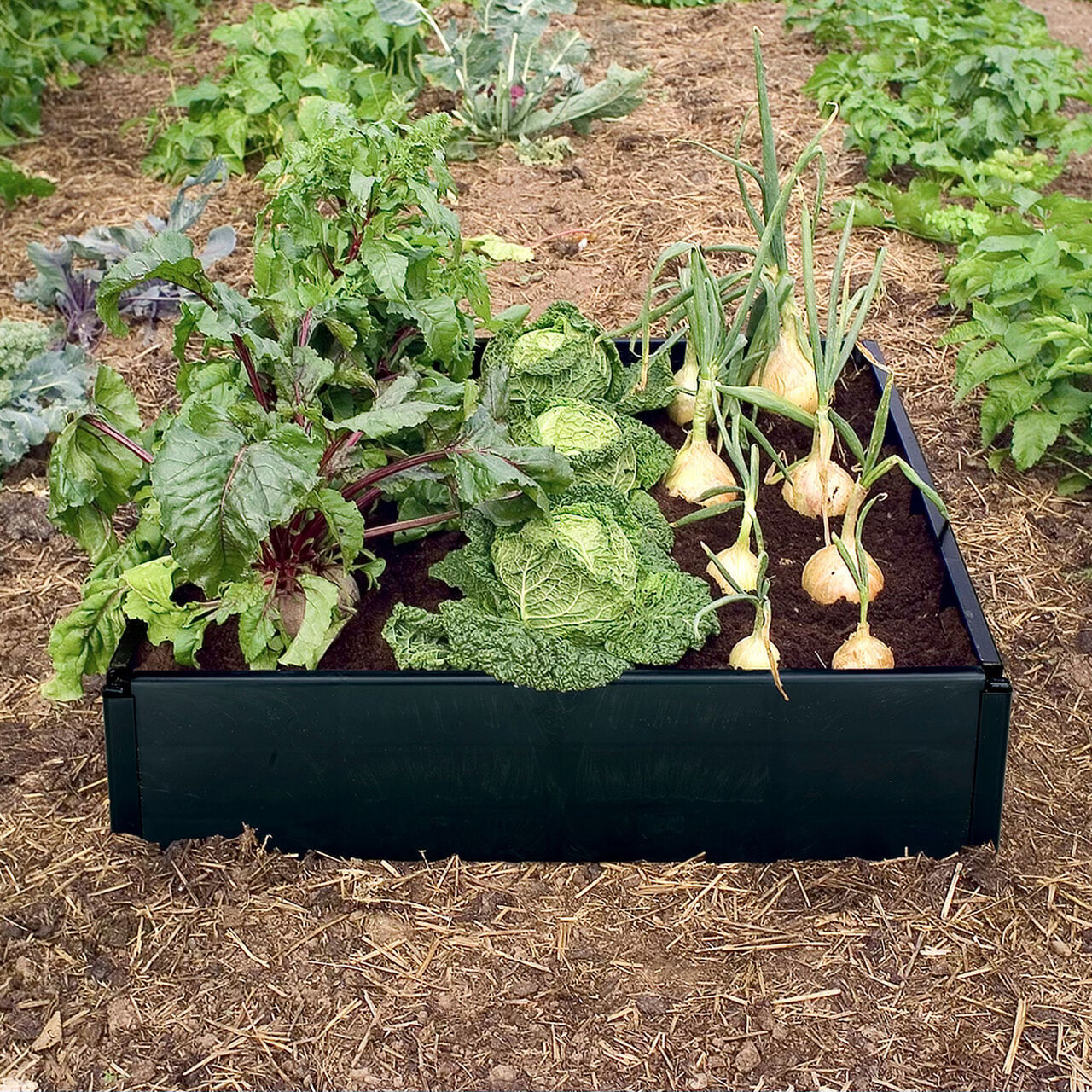 Growing in raised beds