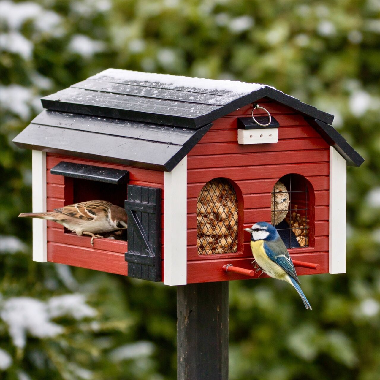 Winter feeding of birds